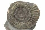 Ammonite (Dactylioceras) Fossil - England #211638-1